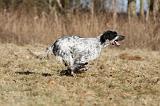 SETTER ANGLAIS 008